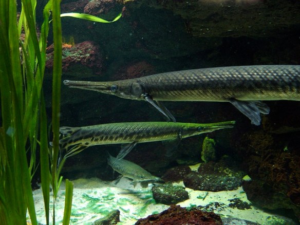 crocodile gar type iii 1a